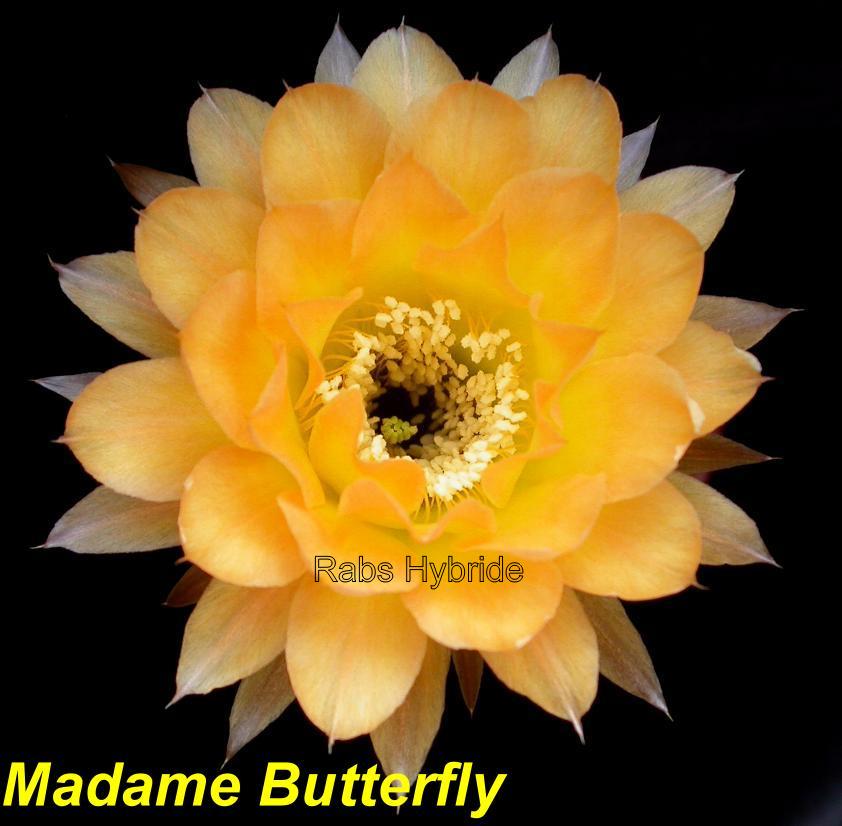Bilder 2012/Madame Butterfly.jpg 